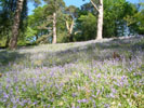 Bluebells, Dora's Field Bluebells, Dora's Field